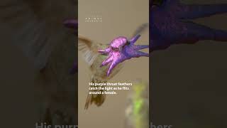 Tiny Bird, Big Moves Will This Hummingbird Woo A Mate?