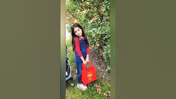 #youtubeshorts #apple #applepicking #applefarm