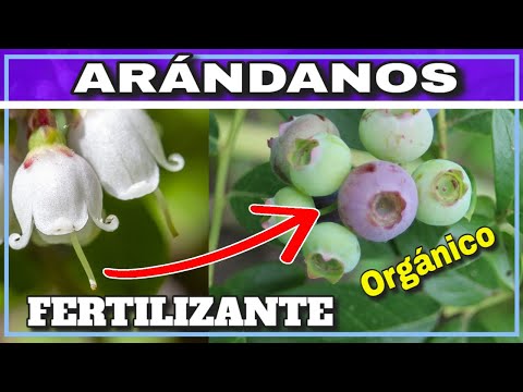 Video: Fertilizante de arándanos: cómo fertilizar arándanos