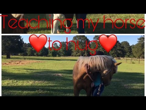 Hoe kunt u uw paard knuffel te leren