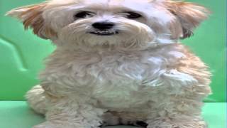 havanese forum