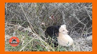 Two Scared Little Puppies are Rescued from the Road by the Lake