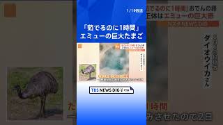 「でっっっっか！」いま話題のおでんに入った巨大なたまご　正体は…エミュー！  | TBS NEWS DIG #shorts