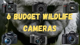6 Budget Wildlife Photography Cameras That Have Won Major Awards