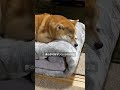 飼い主が寝ている時に 柴犬がしていること『十選』　【#508】 #柴犬 #柴犬との暮らし