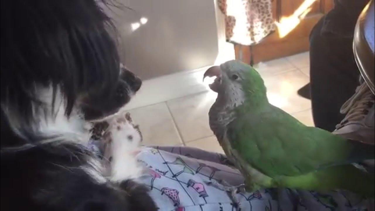 Parrot and rescue dog play YouTube