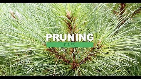 Pruning Pines