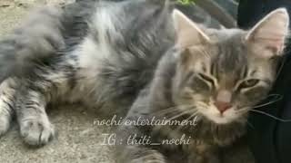 Cats - Cute Cat Video l Cute and Funny Cat Videos Compilation #12 l 고양이 l 재미있는 고양이 #12 by nochi entertainment 125 views 2 years ago 5 minutes, 32 seconds