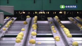 GREEFA Agrumi / Citrus Frutas Povedas Grading & Packing