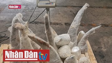 Nam Phi bắt giữ vụ vận chuyển 63 kg sừng tê giác lậu