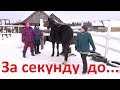 За секунду до... или как не напугать лошадь.