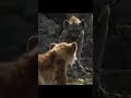 Lion King Whatsapp Status Pemari Song 
