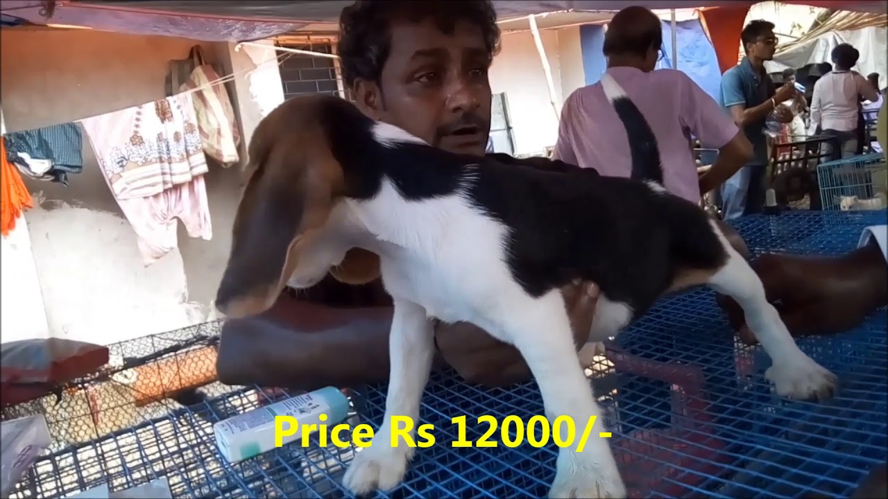 Super Active Cute Beagle Puppy For At Galiff Street L Super Active Cute Beagle Puppy For