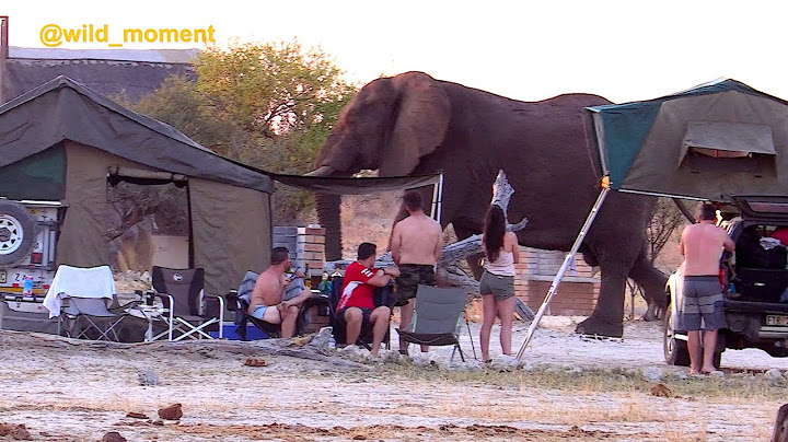 Giant elephant swagger in camp. Massive bull.