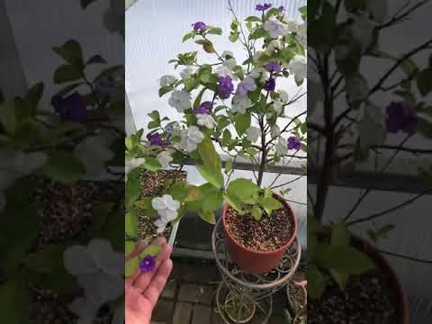 Брунфельсия (Brunfelsia) - красивые цветы и яркий аромат 🥰