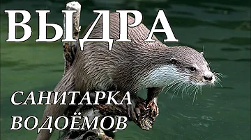 ВЫДРА - Санитарка водоёмов