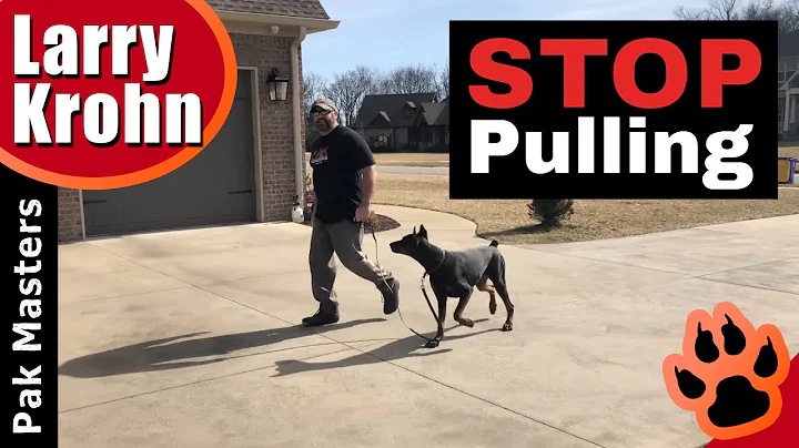 How to teach any dog to stop pulling and walk nice...