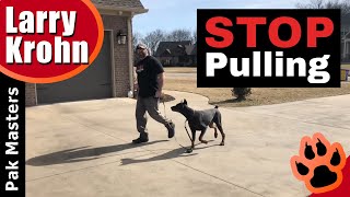 How to teach any dog to stop pulling and walk nicely on a loose leash