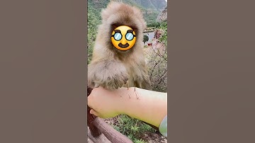 Human Saved by A kind Hearted Monkey #funny #monkey #shortsfeed #ai #animals #cute #sadanimalfacts