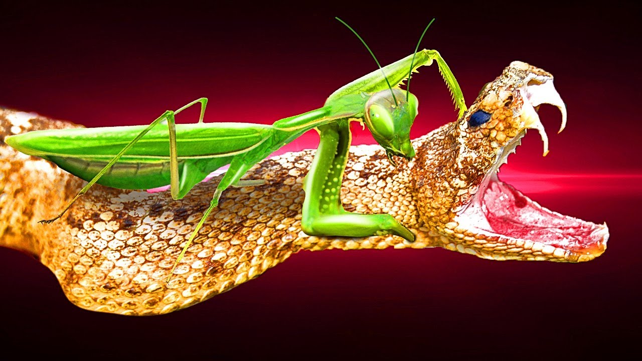 Por eso las serpientes les temen a las mantis | Insecto vs. reptil