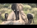 Baby elephant stand off Uganda