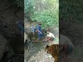 Tiger attack satakosia forest viral tiger chandanpradhan77 youtube shorts