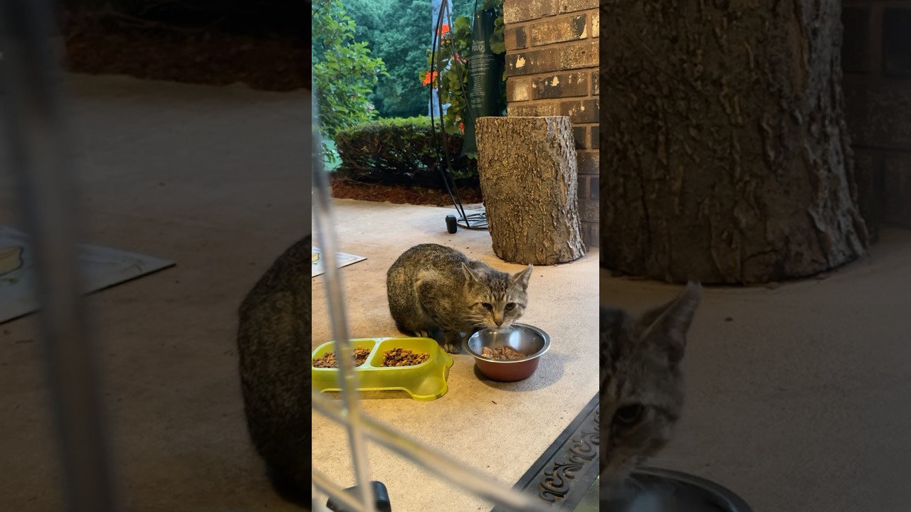 Video 9232741: manx cat, little manx, cat straycat, sweet little cat, cat sweet love, boy cat