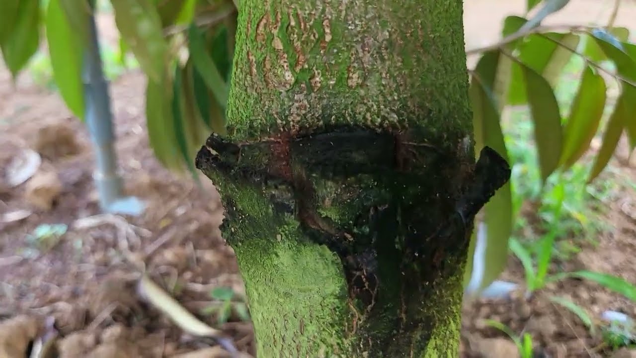 HẬU QUẢ CỦA CHỌN GỐC SẦU RIÊNG TO ĐỂ TRỒNG: 0918 456 457- 0375 456 457- 0945 456 457