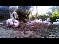 #10 - Pensthorpe flamingos - flamingo chick growing up!