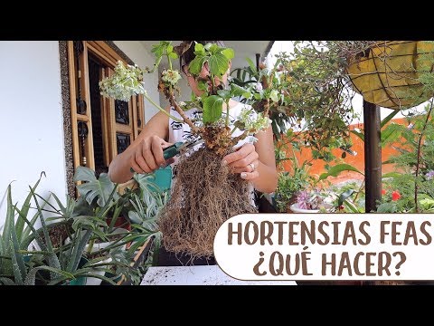 Video: ¿Volverán mis hortensias marchitas?