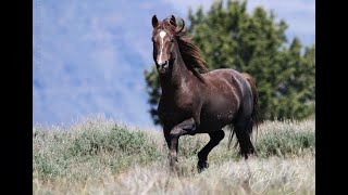 Wild Mustangs of the American West