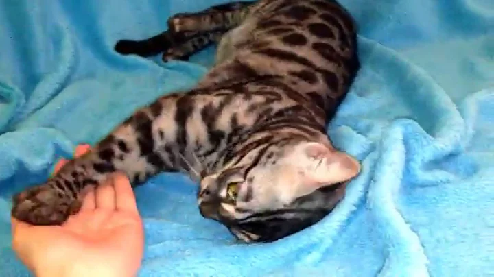 Video 6806781: bengal cattery kitten