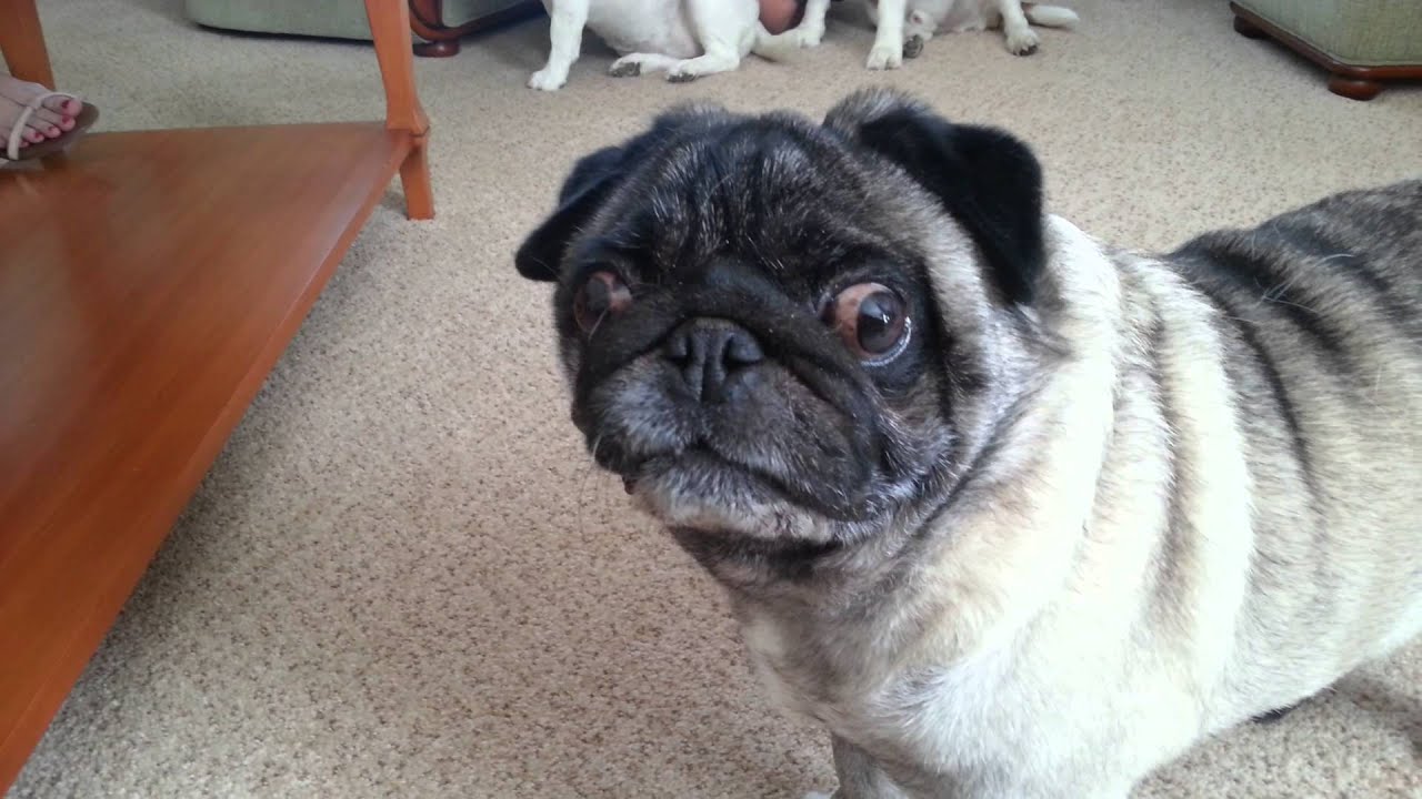 pugs are ugly