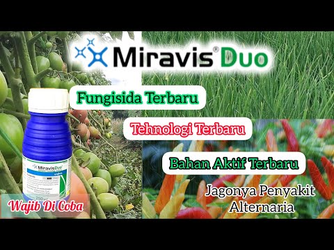 Fungisda Terbaru Dengan Bahan Aktif x Tehnologi Terbaru Miravis Duo 75125Sc Syngenta Indonesia.