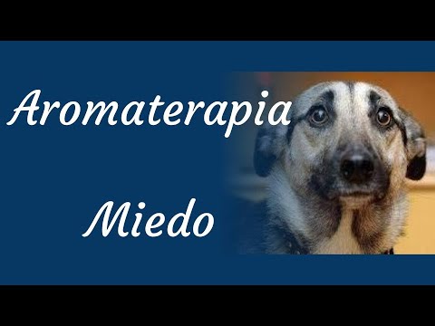 Video: Aromaterapia para las ansiedades de un perro.