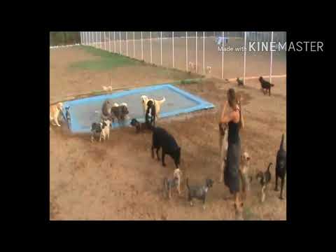 Vídeo: Desenvolupament Anormal Del Colze En Gossos