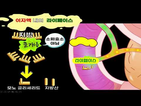 The process of digestion - digestive system - the action of amylase, pepsin, tripsin, and Liface