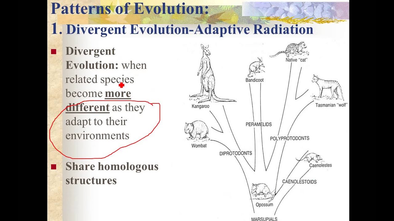 Patterns Of Evolution Part 1 Convergence And Divergence YouTube Patterns Of Evolution Part 1 Convergence And Divergence YouTube