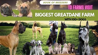 Great dane kennel | Dogs | Puppies for sale | Kennel in tamilnadu | tirupur coimbatore farms by Book of breeders 4,801 views 9 months ago 7 minutes, 42 seconds