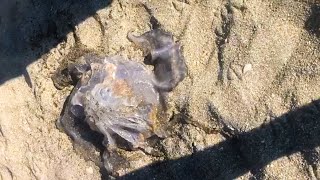 Una medusa gigante aparece entre las rocas de la playa del Tarajal