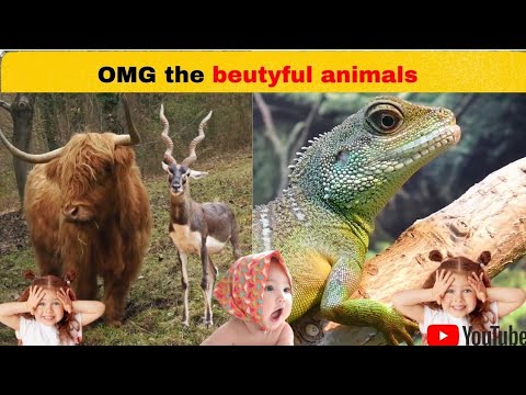 😱 Cutest animals | Animals video | Best Animal Compilation | Forest Animals video|
