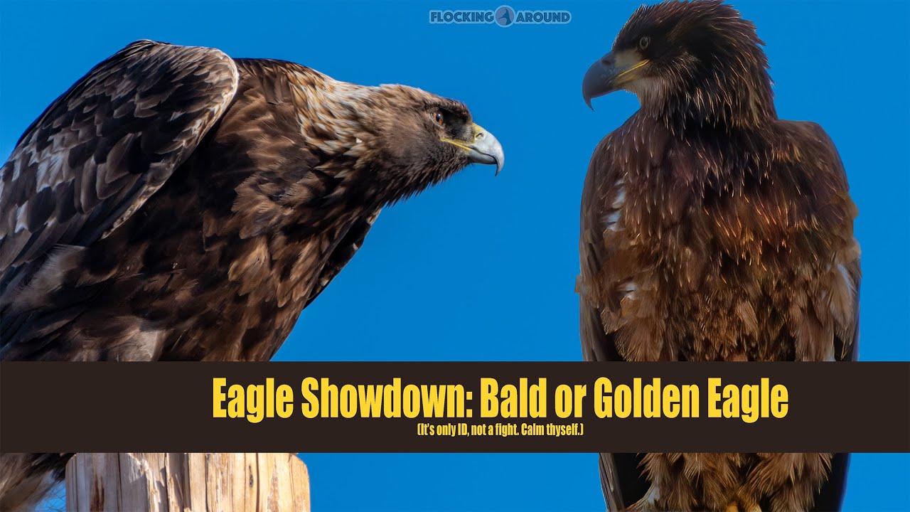 young bald eagle facts