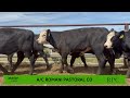 Rpc  327 black baldy steers  auctionsplus fri 08mar24  v1