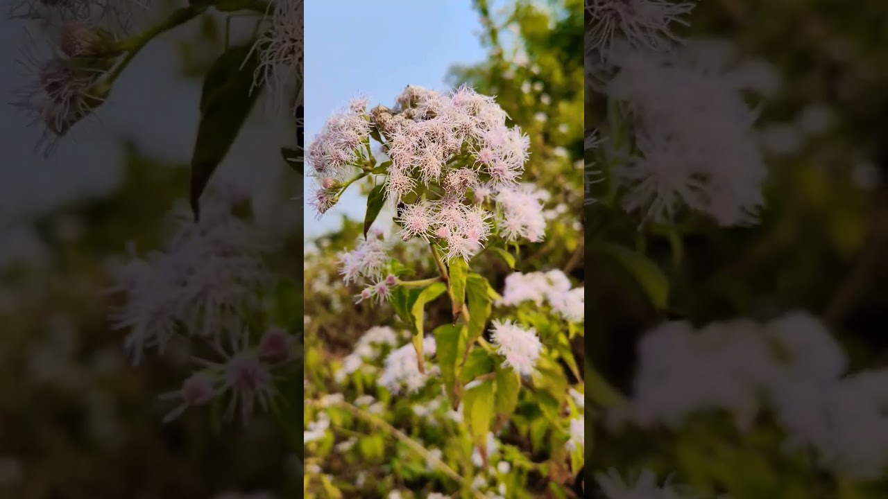 💮 Jack in the bush plant 💮