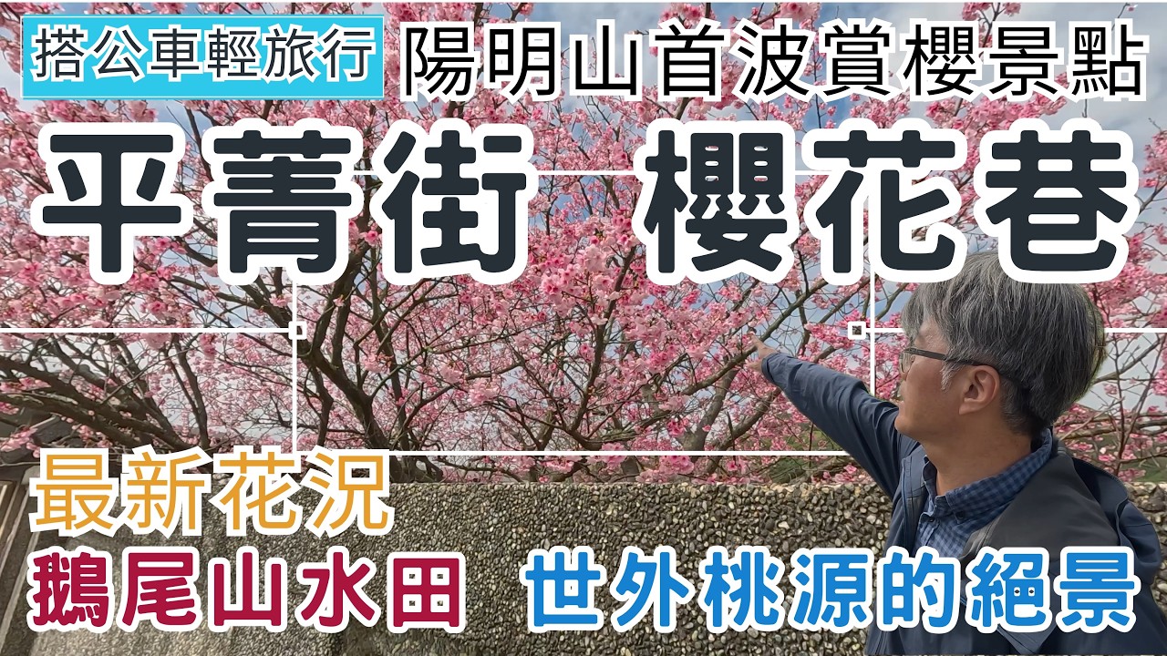 搭公車輕旅行 陽明山 平菁街櫻花巷 ep344『陽明山首波賞櫻花景點 | 平菁街42巷 櫻花盛開了!! | 世外桃源 鵝尾山水田 | 九龍粉圓豆花』