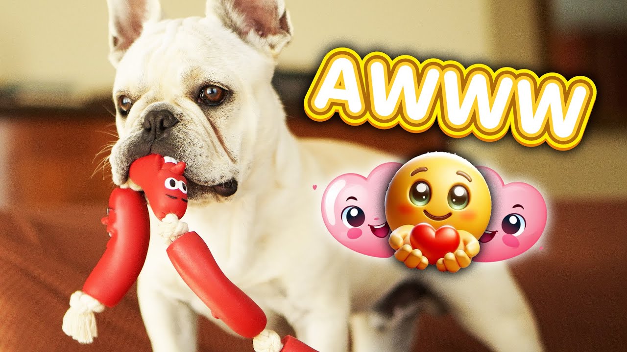 5 Minutes Of Adorable Frenchie Moments 🐶❤️ l Zeus The Frenchie