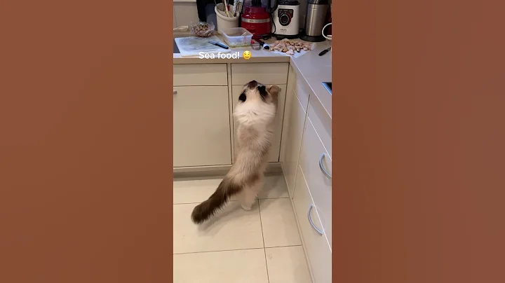 Video 7085341: cat cutecat siberian, ragdollkittens funnycat, cat steals