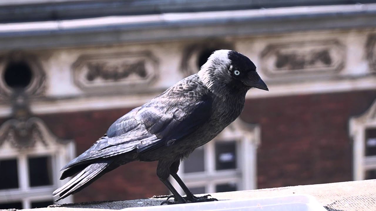Central European Jackdaw