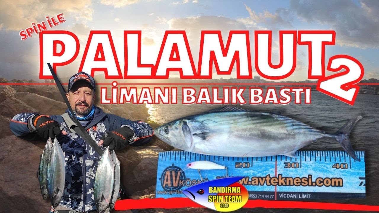 SPİNLE PALAMUT 2: Limanı Balık Bastı
