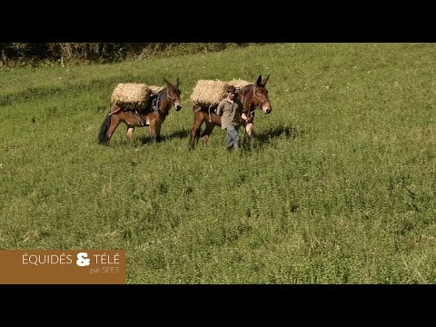Vidéo: Comment la mule est-elle née ?